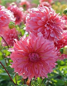 Георгина Айлендер 1шт (КолЛайн)