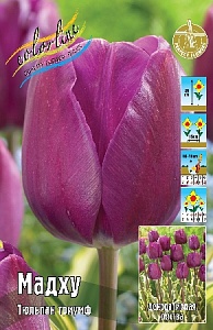 Тюльпан Мадху 1шт (КолЛайн) 8шт/уп