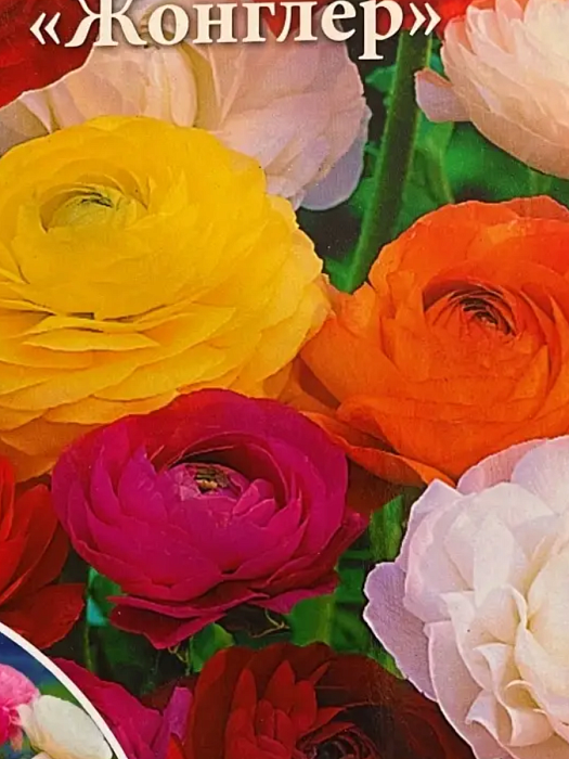 Лютик (Ранункулюс) Жонглер СМЕСЬ 6/7 1шт (НК) 10шт/уп