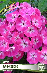 Флокс Александра 1шт (КолЛайн) 2шт/уп