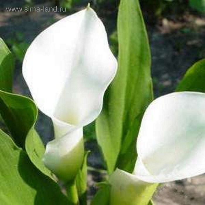 Калла Элегант Свон 1шт (КолЛайн) 2шт/уп