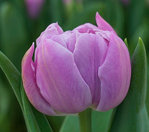 Тюльпан Катинка 1шт (КолЛайн) 8шт/уп