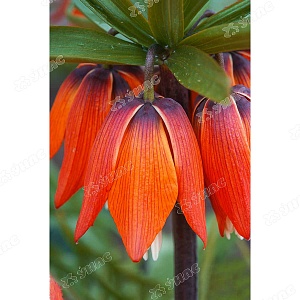 Фритиллярия Рубра 18/20 1шт (Садовита)