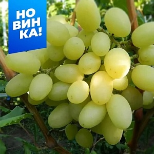 Виноград Кишмиш Саграйон 1шт (Алтай)