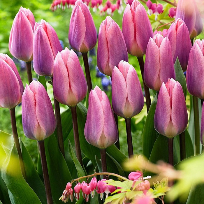 Тюльпан Лайт энд Дрим 1шт (КолЛайн) 8шт/уп