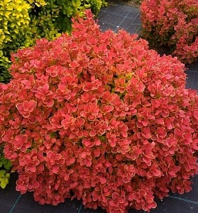 Барбарис Рэд Хот Чили Тунберга (КолЛайн)