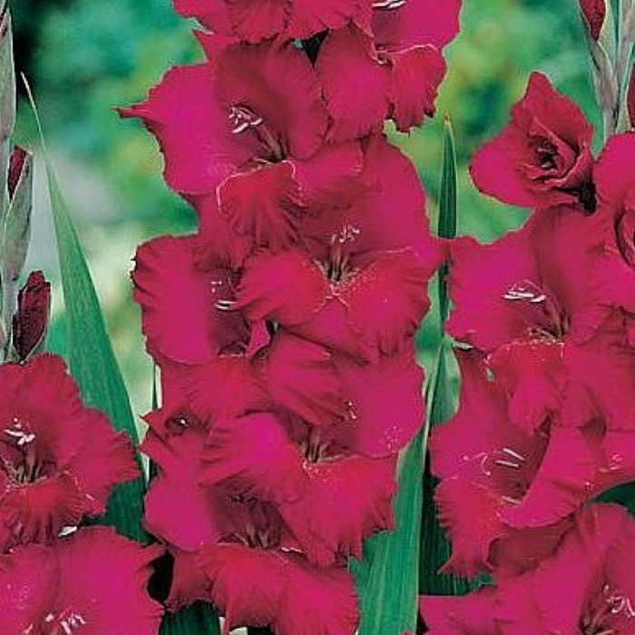 Гладиолус Пламтарт 12/14 1шт КолЛайн (10шт/уп)