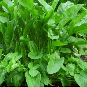 Щавель Беллевиль 0,5г (Агроэлита)