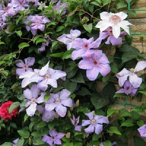 Клематис Министер 1шт (КолЛайн) 2шт/уп