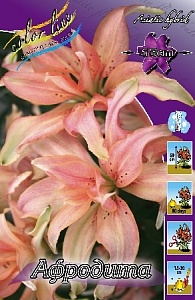 Лилия Афродита 12/14 1шт (КолЛайн)