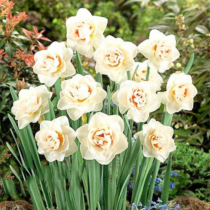 Нарцисс Флауэр Парад 1шт (КолЛайн) 3шт/уп