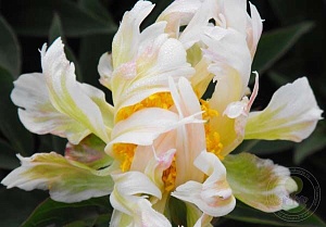 Пион Грин Лотос 1шт (КолЛайн)