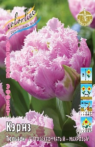 Тюльпан Кэрнз 1шт (КолЛайн) 5шт/уп