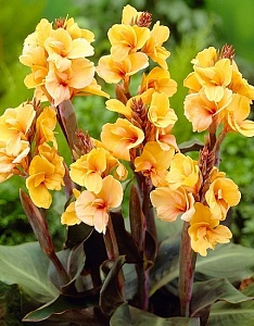 Канна Луиза Коттин 1шт (КолЛайн)