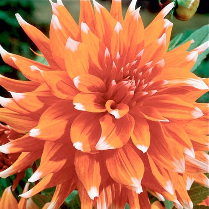 Георгина Колор Спектакль 1шт (КолЛайн)