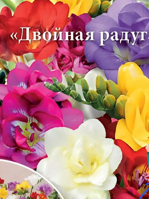 Фрезия Двойная радуга 5/6 1шт (НК) 10шт/уп