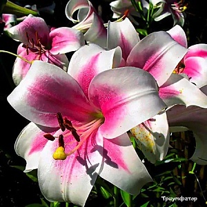 Лилия Триумфатор 12/14 1шт (КолЛайн) 2шт/уп 