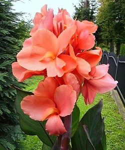 Канна Тироль 1шт (КолЛайн) 2шт/уп