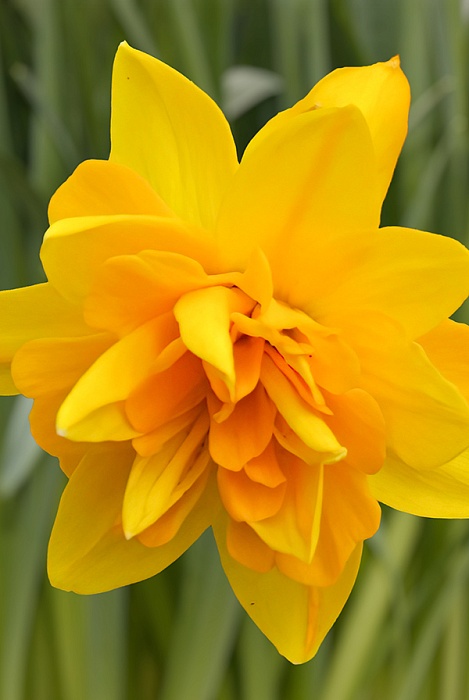 Нарцисс Тет Букле 12/14 1шт (Садовита) 7шт/уп