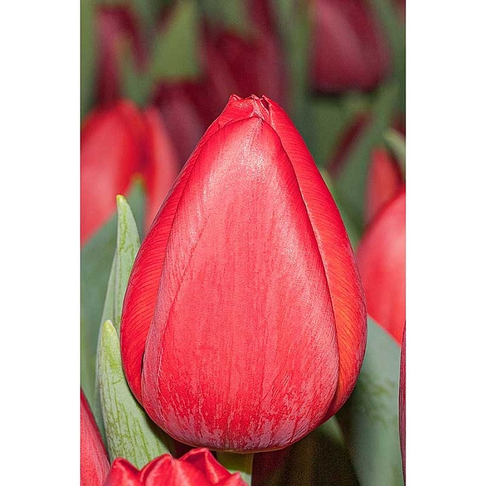 Тюльпан Дик Пассьер 11/12 1шт (Садовита) 7шт/уп
