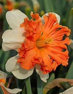 Нарцисс  Шрайк 12/14 1шт (КолЛайн)