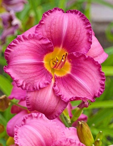 Лилейник Энтрапмент 1шт (КолЛайн)