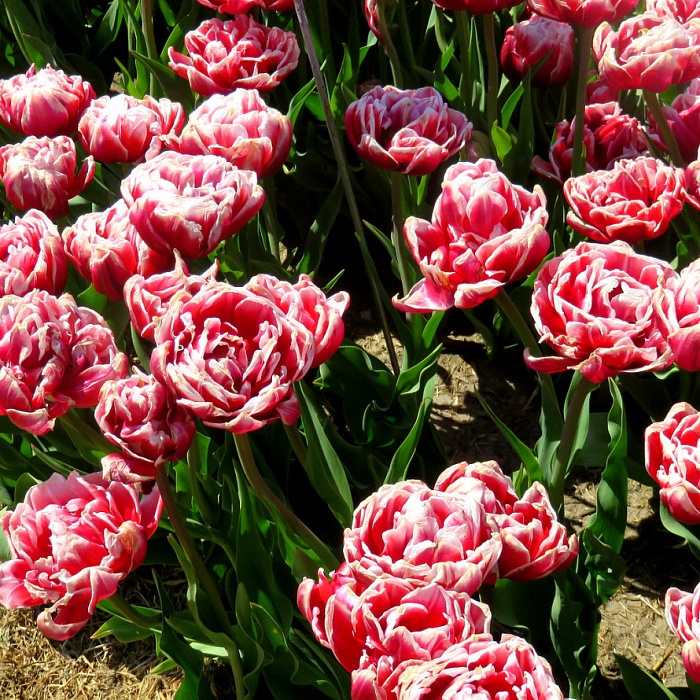 Тюльпан Драмлайн 1шт (КолЛайн) 7шт/уп махровый поздний