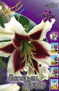 Лилия Беверли Дрим 12/14 1шт (КолЛайн) 