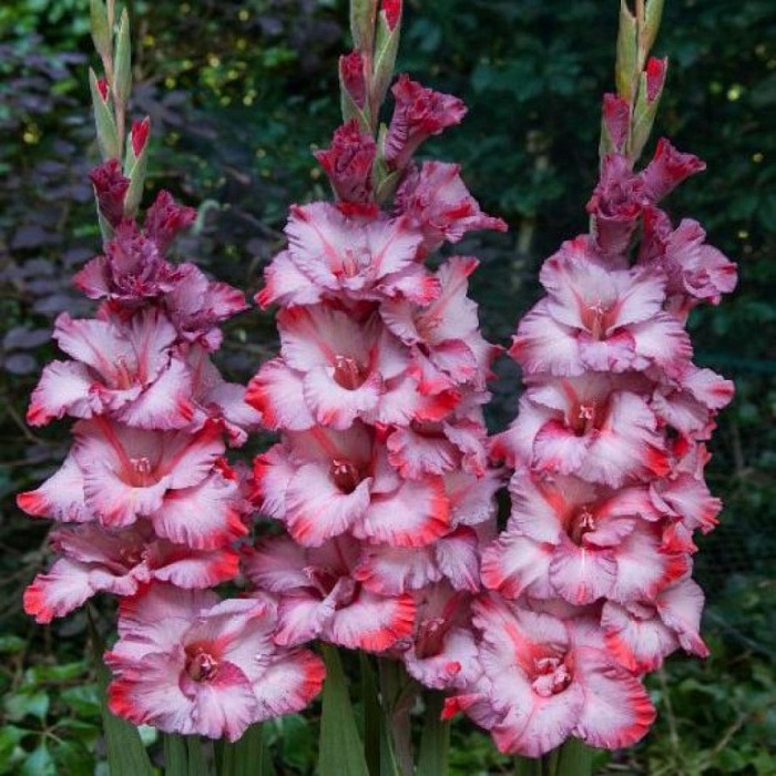 Гладиолус Грэйхаунд 10/12 1шт (КолЛайн) 8шт/уп