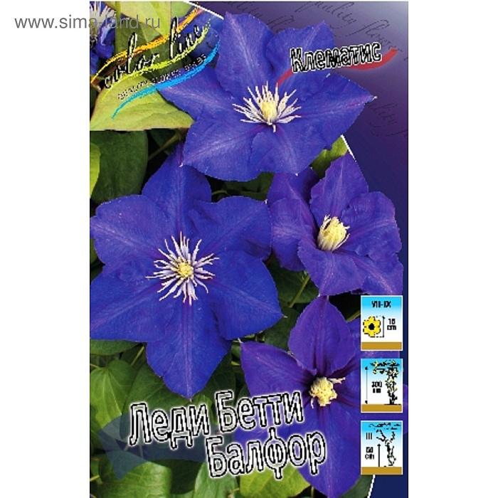 Клематис Леди Бетти Балфор 1шт (КолЛайн) 2шт/уп