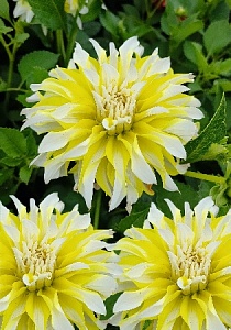 Георгина Калгари Флеймс 1шт (КолЛайн)