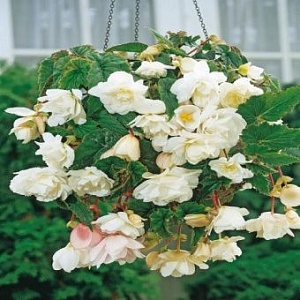 Бегония Пендула Белая 1шт (КолЛайн) 