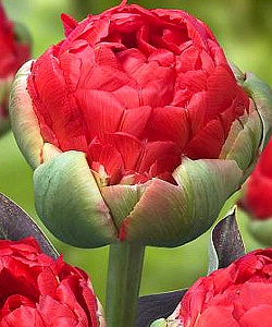 Тюльпан Редвуд 1шт (КолЛайн) 3шт/уп