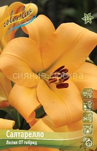 Лилия Салтарелло 12/14 1шт (КолЛайн) 5шт/уп