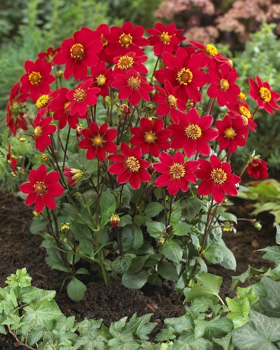 Георгина Топ микс Красный 1шт (КолЛайн)