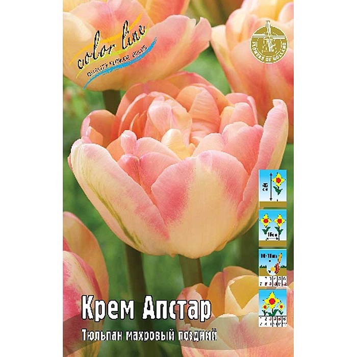 Тюльпан Крем Апстар 1шт (КолЛайн) 7шт/уп