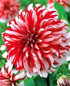 Георгина Санта Клаус 1шт (КолЛайн)