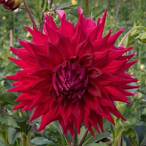 Георгина Холли Хьюстон 1шт (КолЛайн)