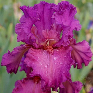 Ирис германский Амброзия 1шт (КолЛайн) 