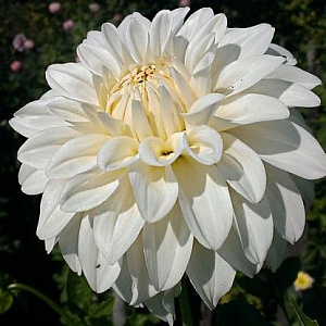 Георгина Леди Либерти 1шт (КолЛайн)