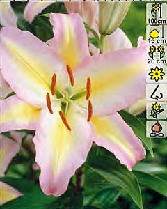 Лилия Фокус Покус 13/14 1шт (КолЛайн) 5шт/уп