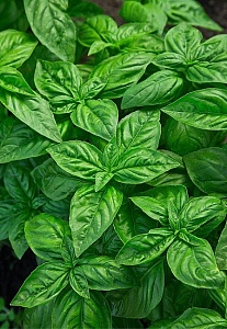 Базилик Карамельный 0,5г (Престиж)