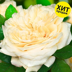 Роза Шампань 1шт (Алтай) ПРЕМИУМ шраб, кустовая, св.желтая