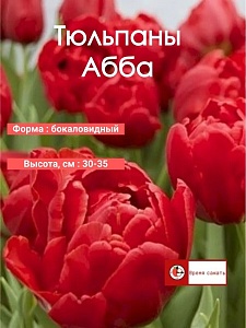 Тюльпан Абба 1шт (Садовита) 3шт/уп