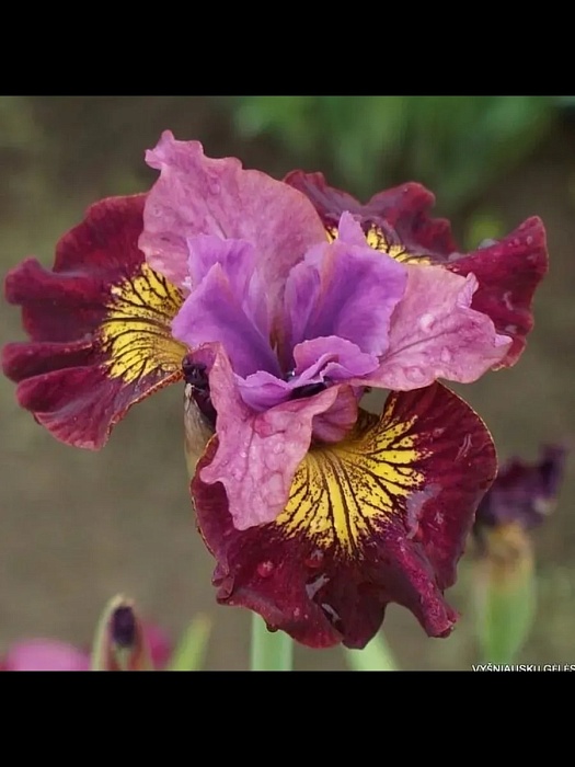 Ирис сибирский Мисс Эппл 1шт (КолЛайн)