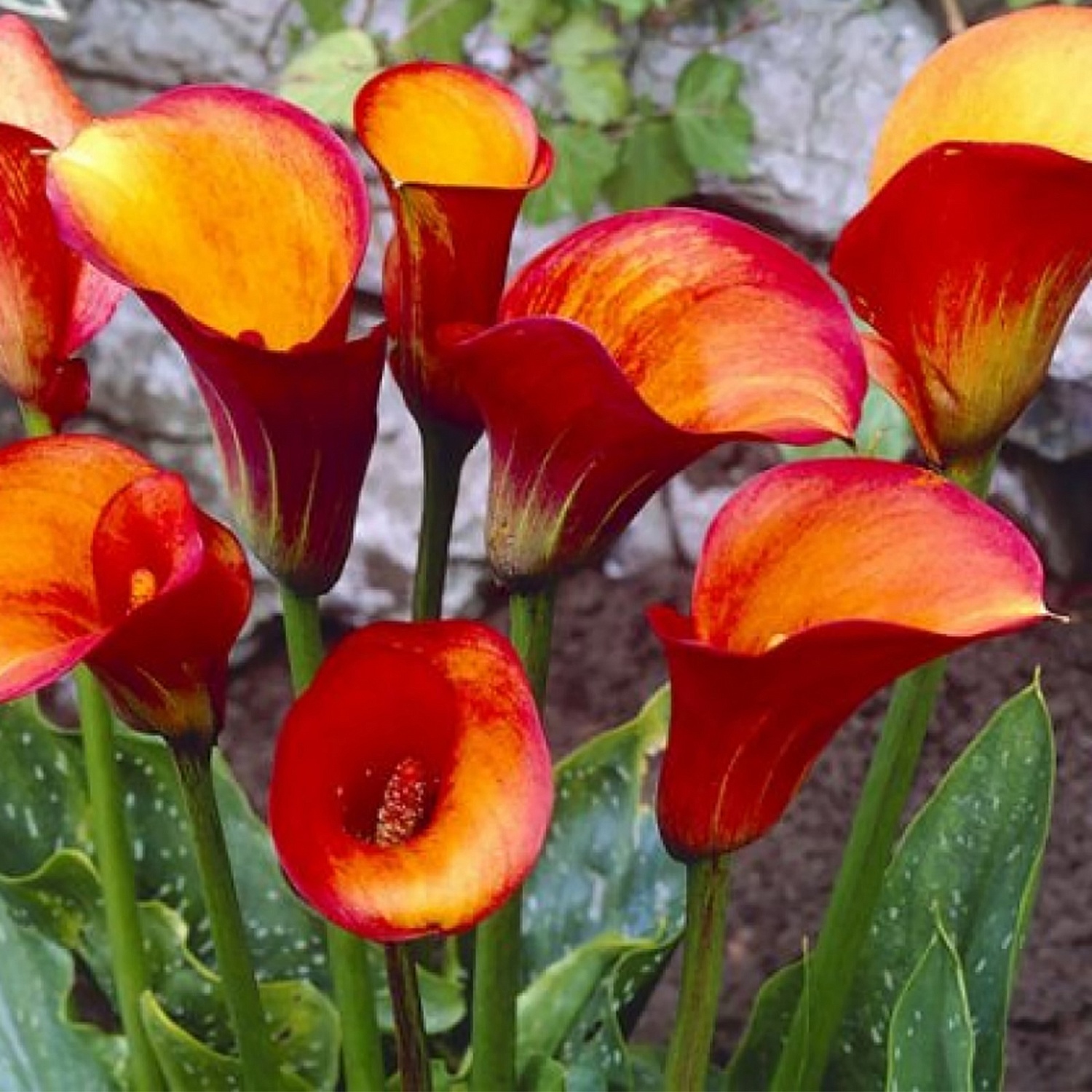 Калла Треже 1шт (КолЛайн) 2шт/уп