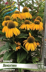 Эхинацея Лемонтини 1шт (КолЛайн)