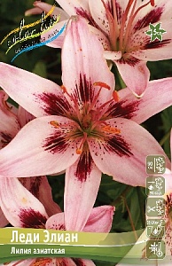 Лилия Леди Элиан 12/14 1шт (КолЛайн) 5шт/уп