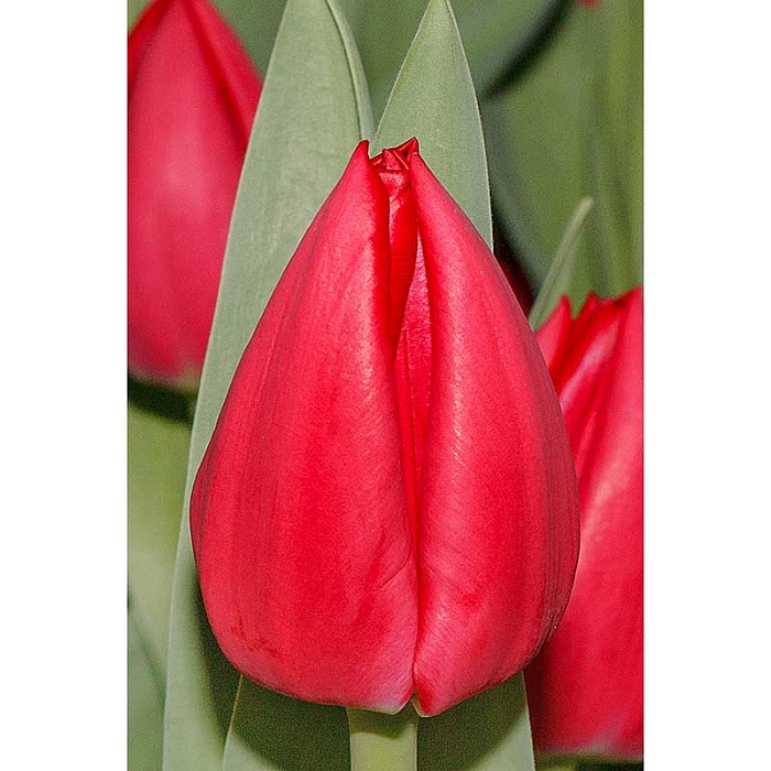 Тюльпан Карри 11/12 1шт (Садовита) 7шт/уп