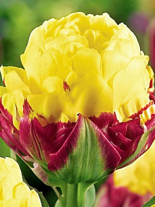 Тюльпан Айс Крим Кренберри 11/12 2шт (Садовита) 2шт/уп